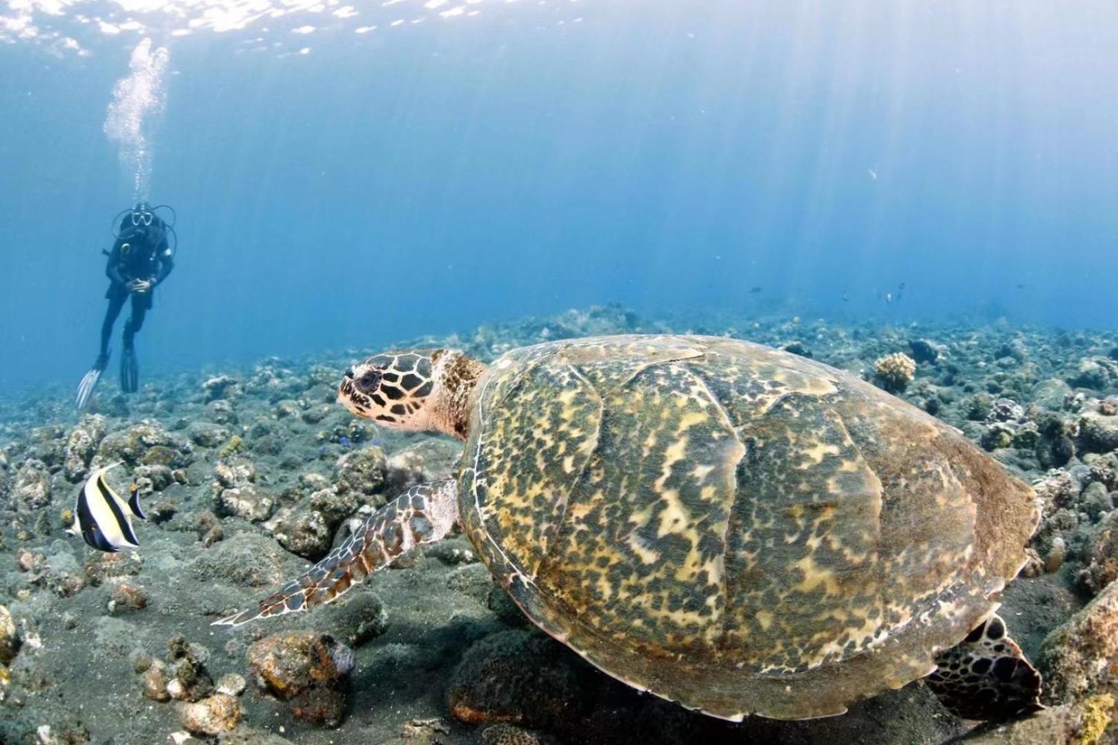 Villa Alba Bali Dive Resort Tulamben Exteriör bild