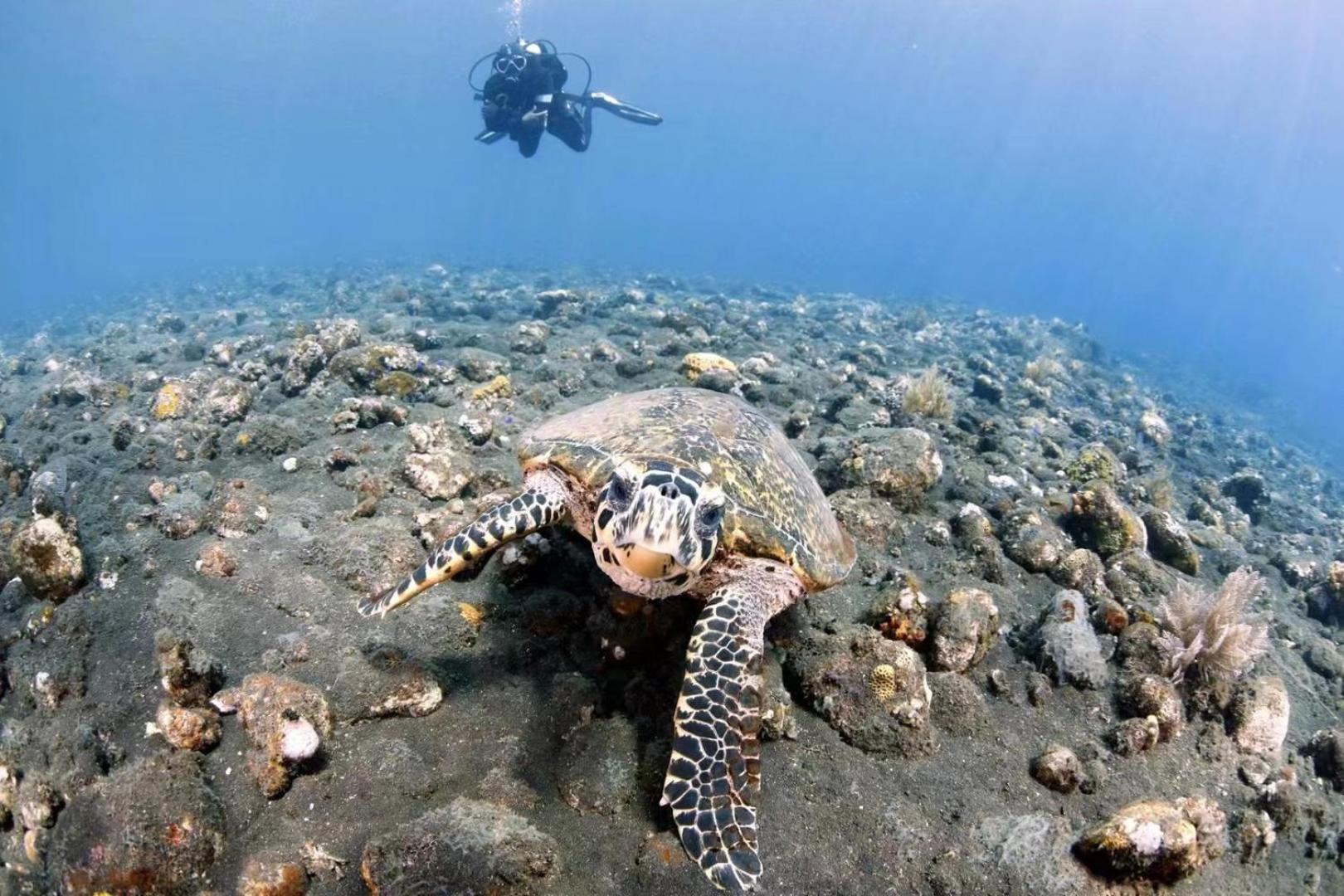 Villa Alba Bali Dive Resort Tulamben Exteriör bild