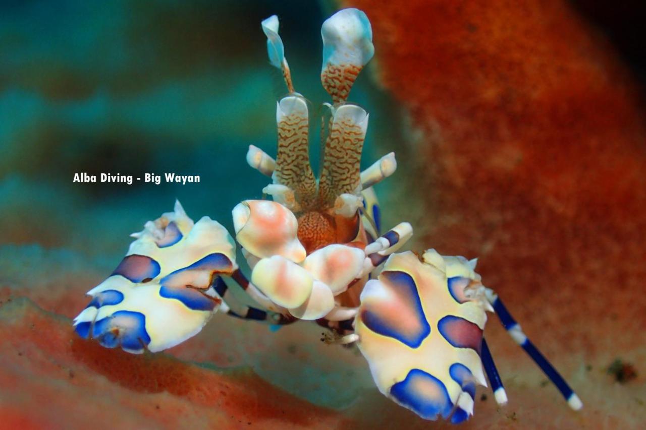 Villa Alba Bali Dive Resort Tulamben Exteriör bild