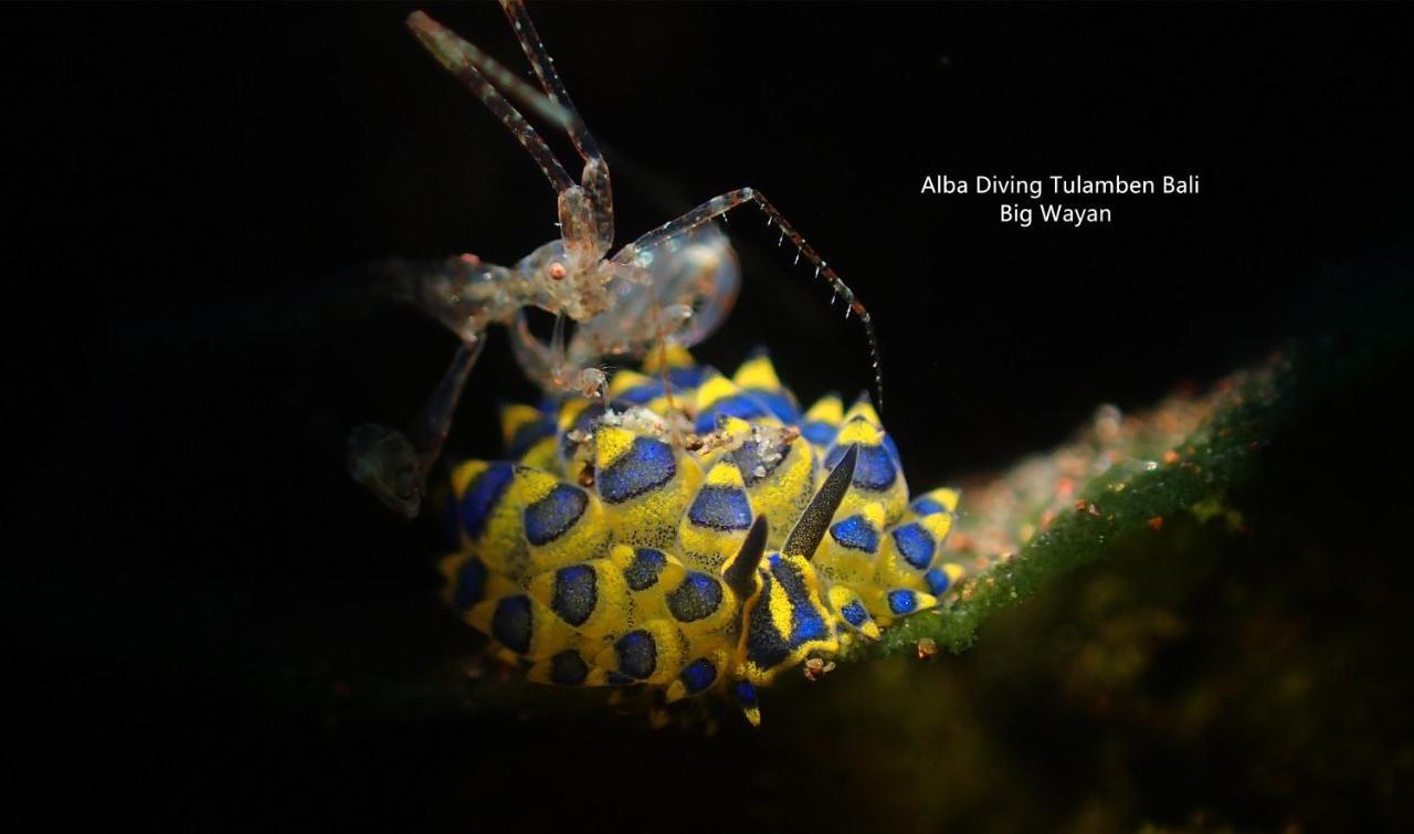 Villa Alba Bali Dive Resort Tulamben Exteriör bild